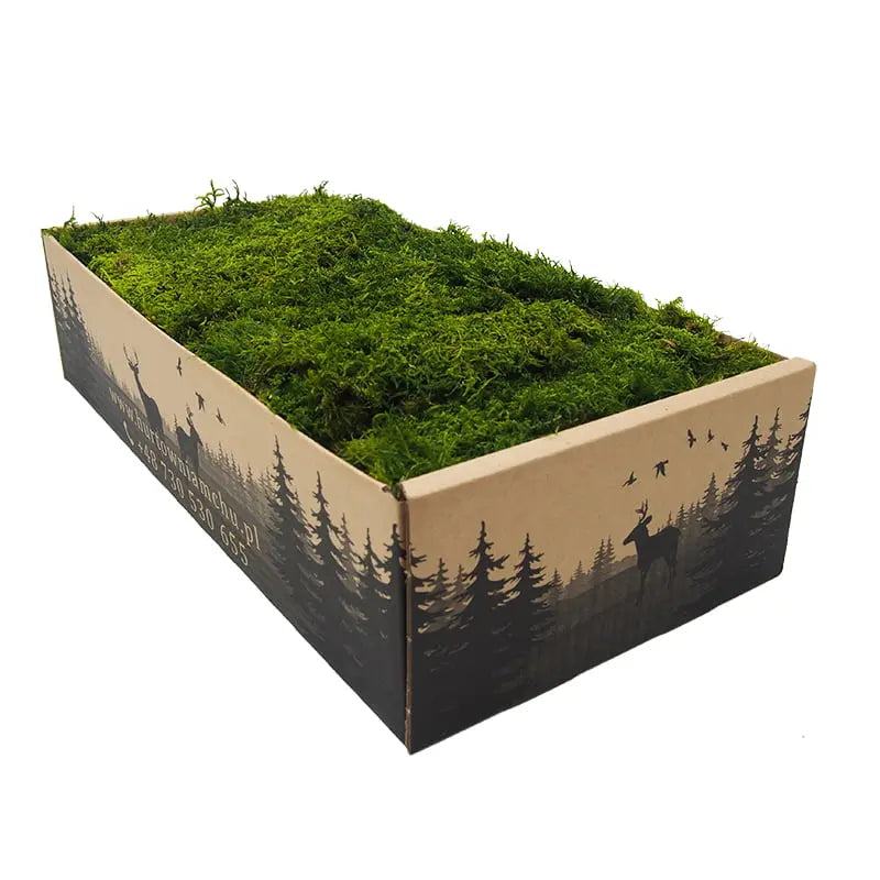 Flat Preserved Moss Wall Decor in a 200g box Decormania.eu